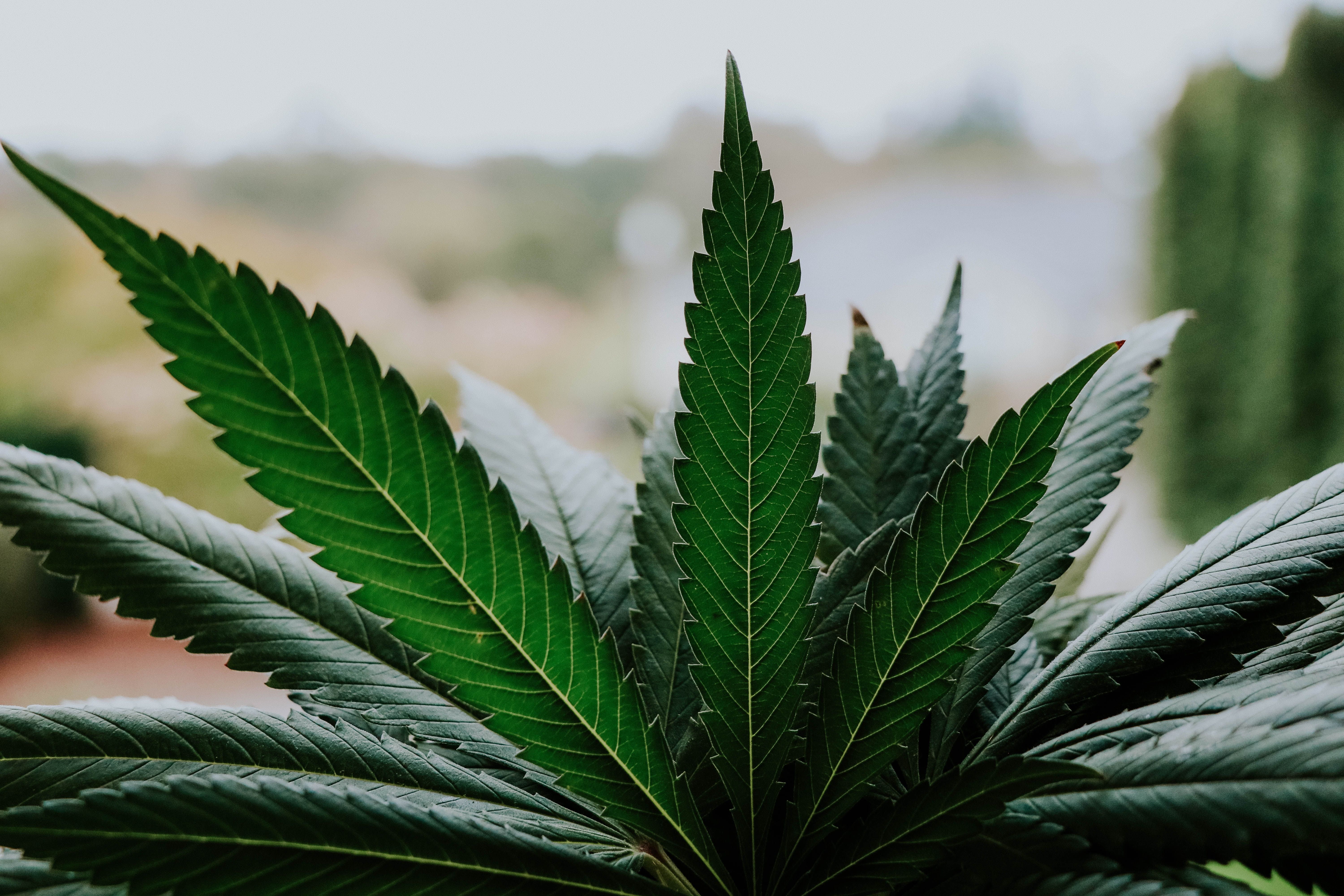 Hemp plant