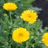 Herb Pharm - Calendula Oil - 1 Each-1 Fz